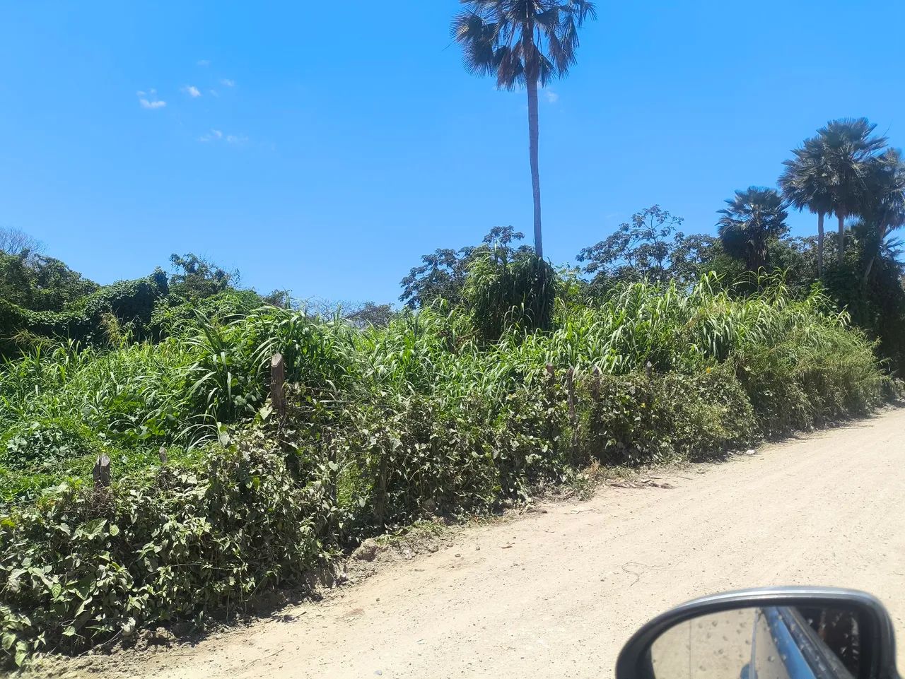 Vendo uma extensão de capim  - Foto 3