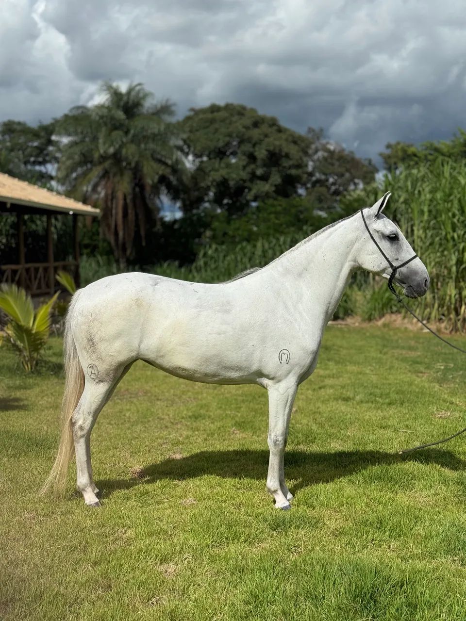 Égua 6 anos das mais lindas Registrada m/ Batida - Foto 5