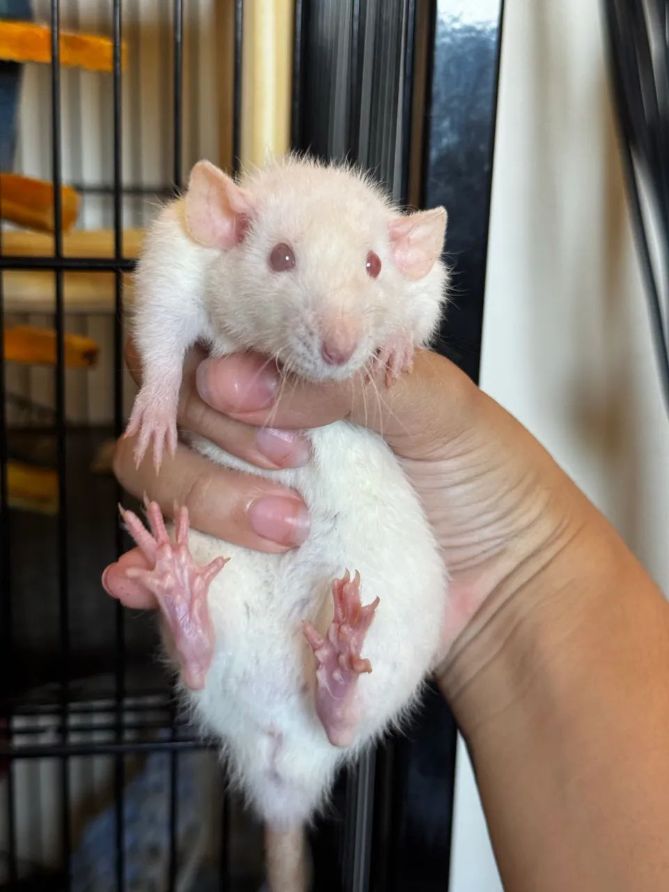 Ratos Twister - Foto 3