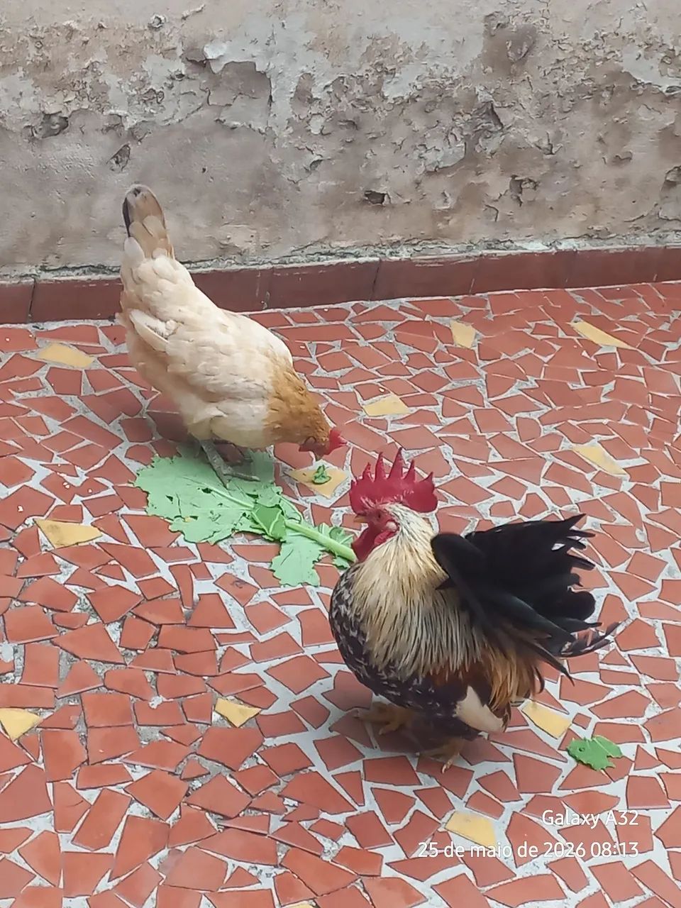 Galo e galinha garninze (mini) - Foto 6