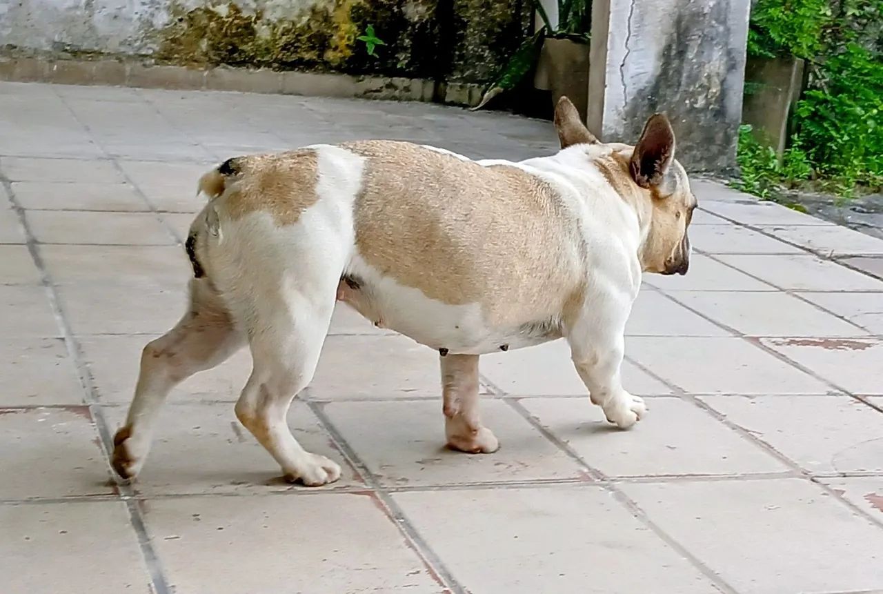 Cachorro  buldogue  - Foto 2