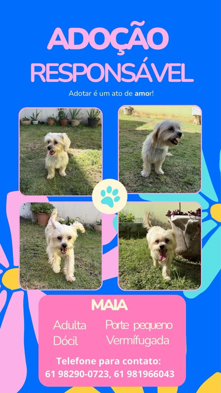 Adoção responsável!
