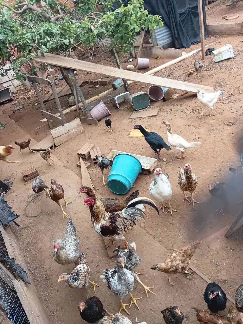 Galos e galinhas  - Foto 5