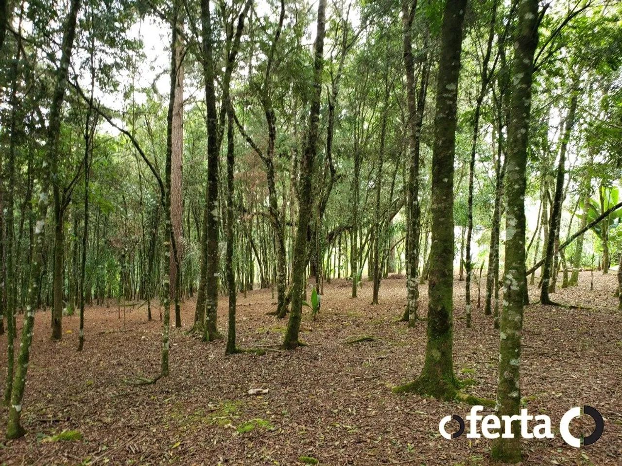 Chácara com casa em Contenda - Foto 5