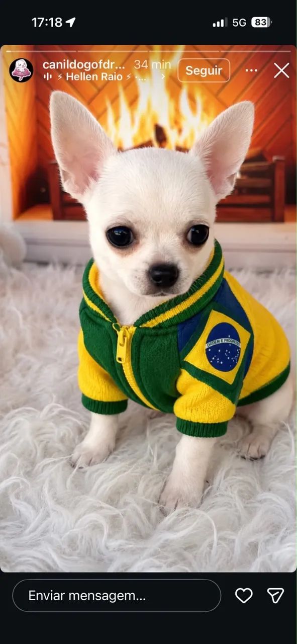 Chihuahua  - Foto 2