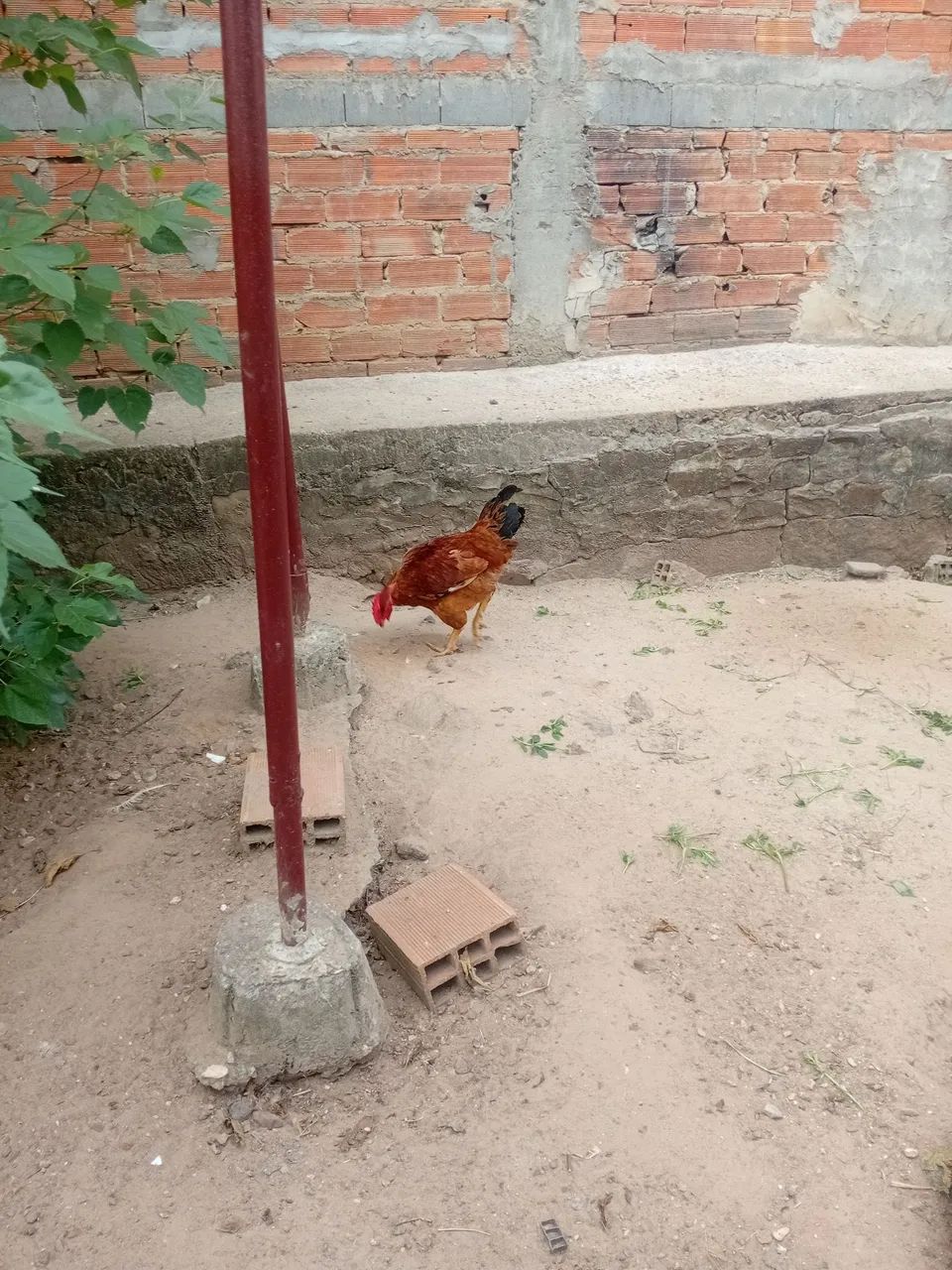 frangos e galos 