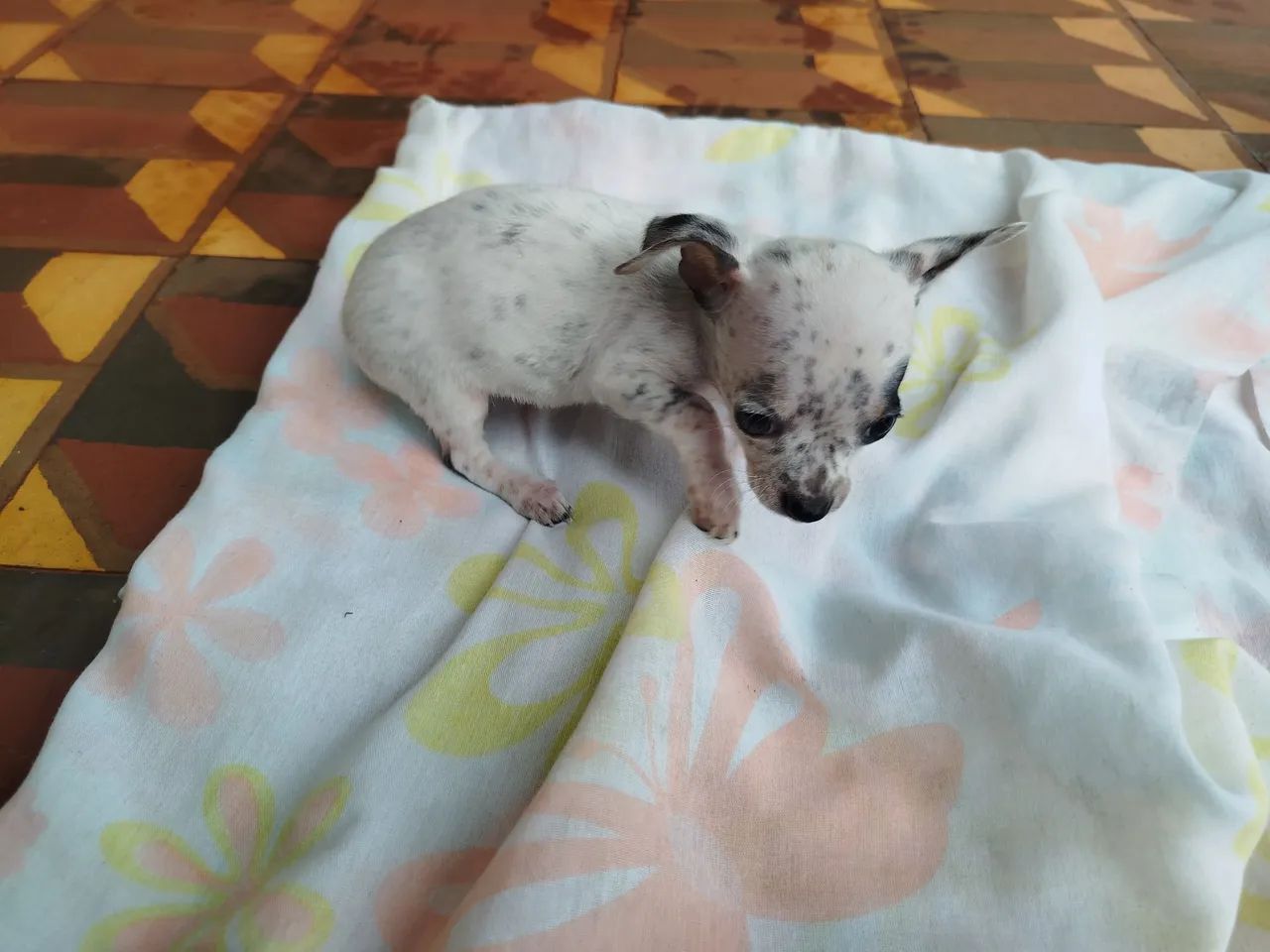 Cachorro  - Foto 2