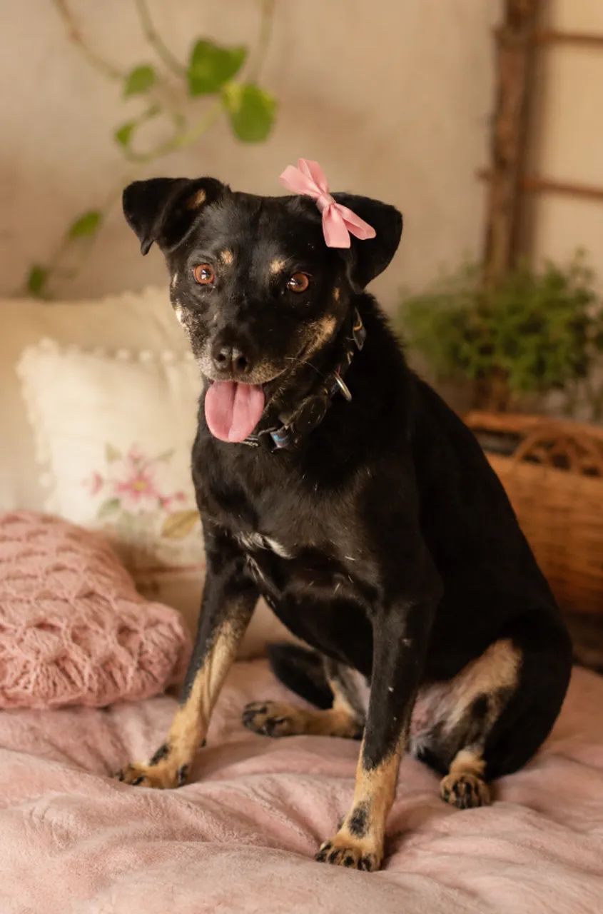 Zoe para Adoção - Foto 2