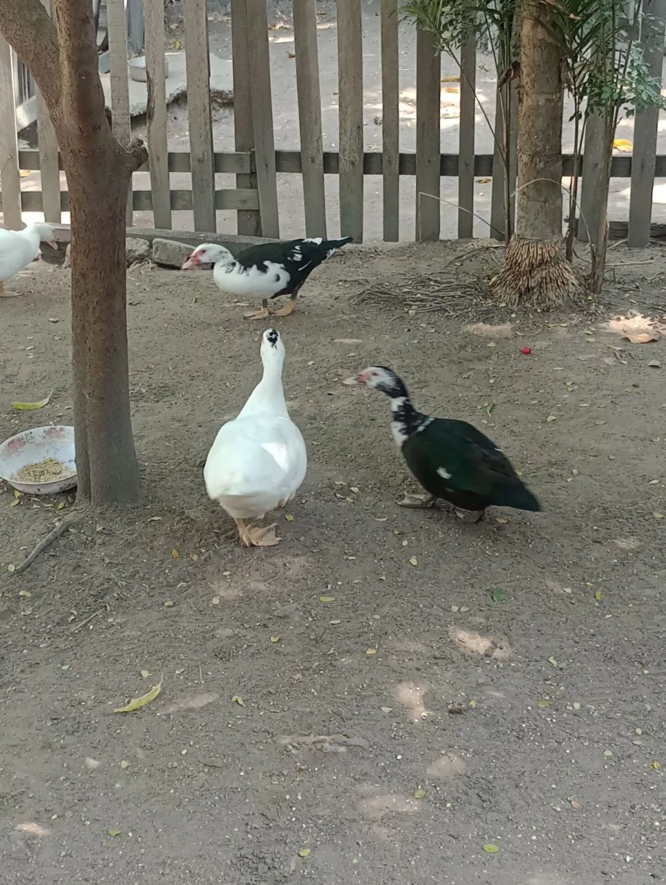 Patos novos - Foto 5
