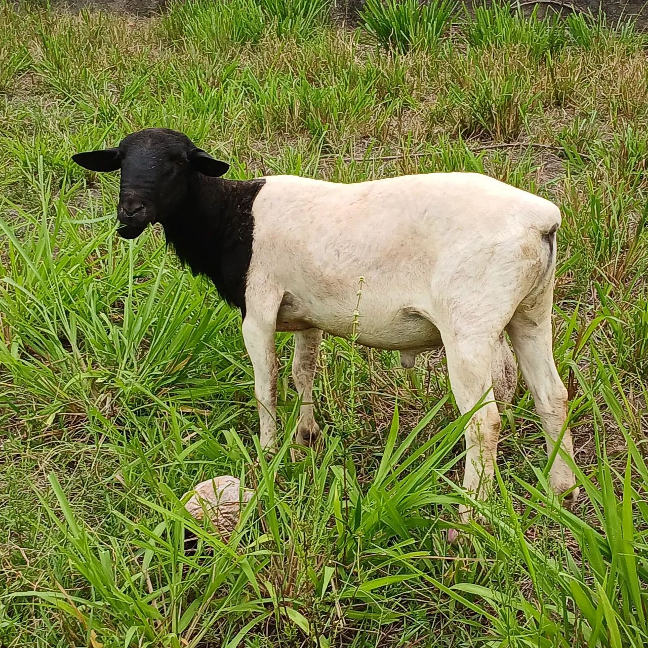 Vendo reprodutor doper e ovelhas.