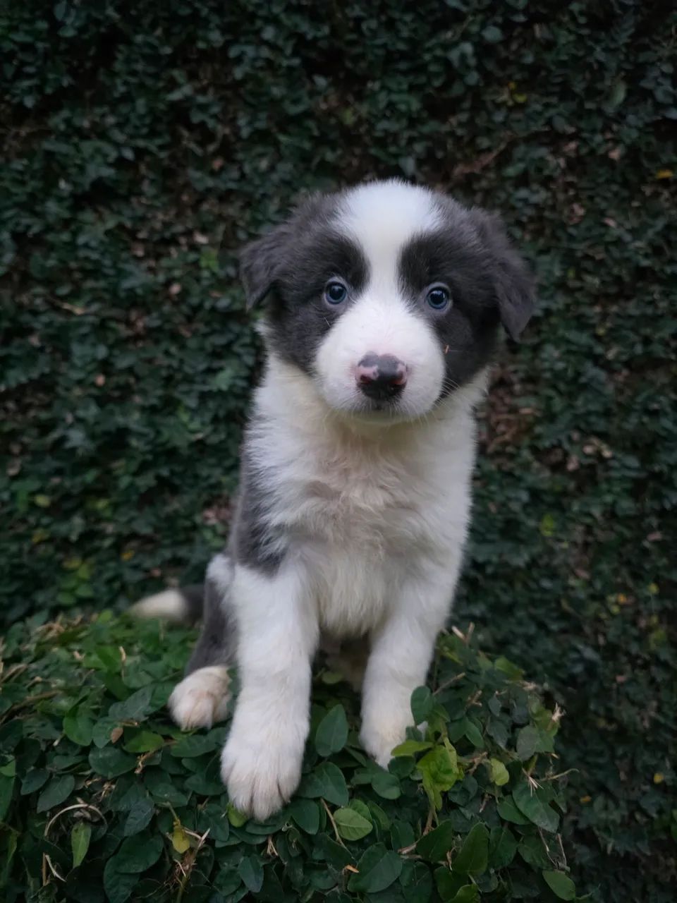 Filhote de Border Collie com pedigree cbkc - Foto 4