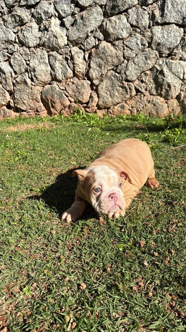 Bulldog inglês  - Foto 3