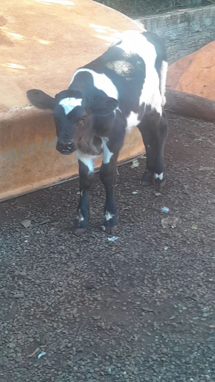 Mini cabras bezerros e muito mais p venda  - Foto 2