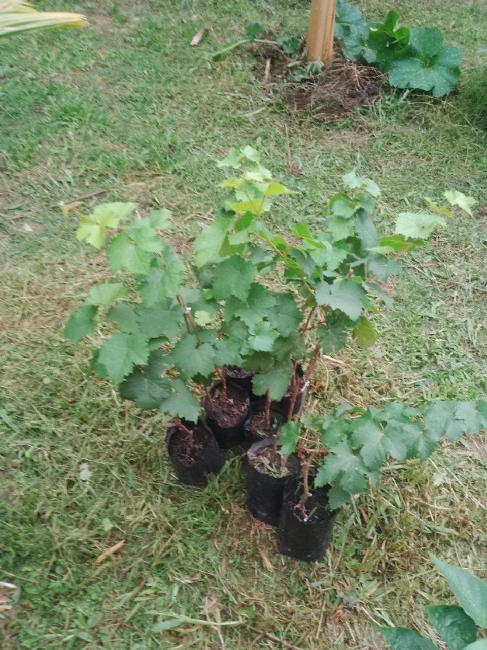 Mudas de uva - Foto 3