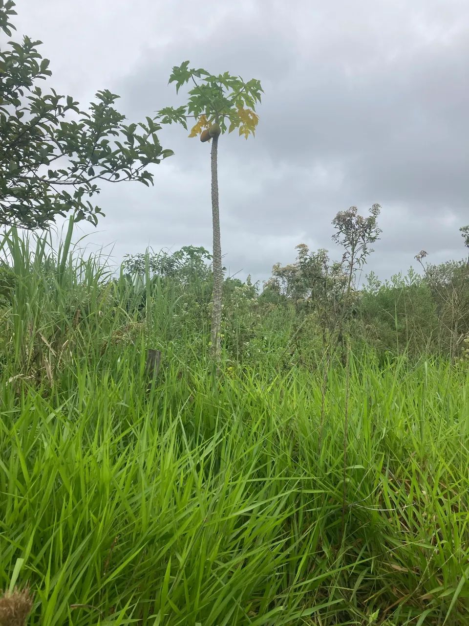 Vendo terrenos em fazenda vila nova  - Foto 5