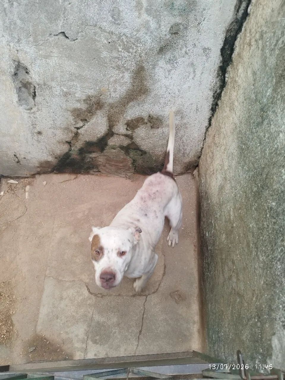 Doa se cão macho Pit Bull  - Foto 3