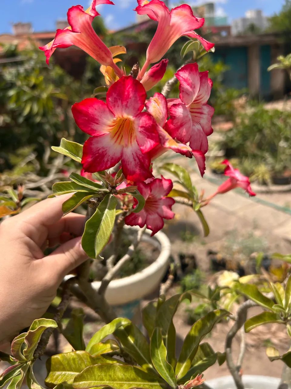Rosa do deserto  - Foto 3