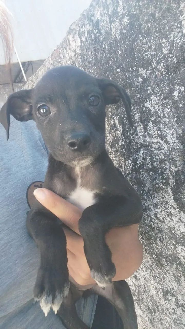 Cachorrinhos  - Foto 2