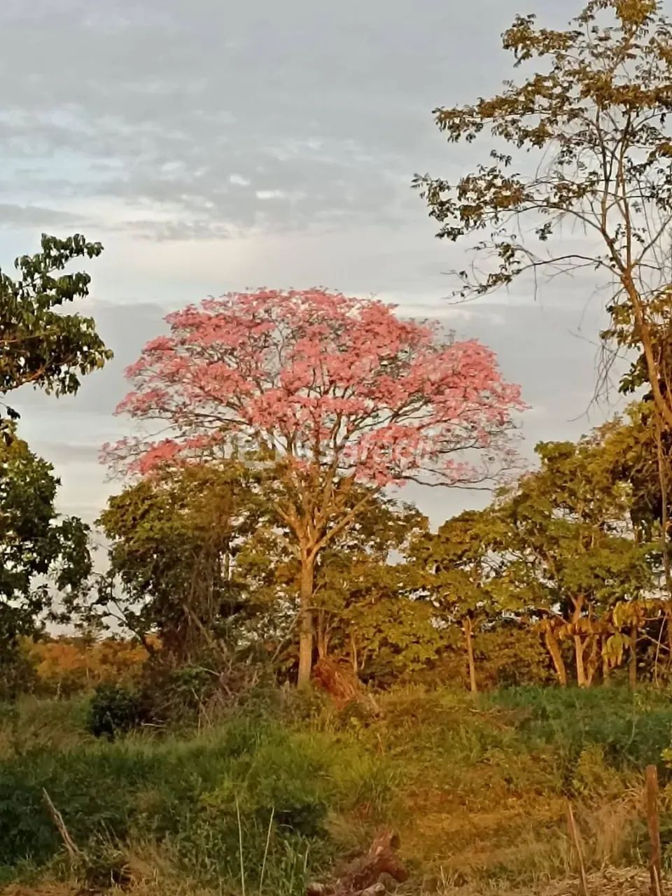 Chácara à venda, Centro, Jaraguari, MS