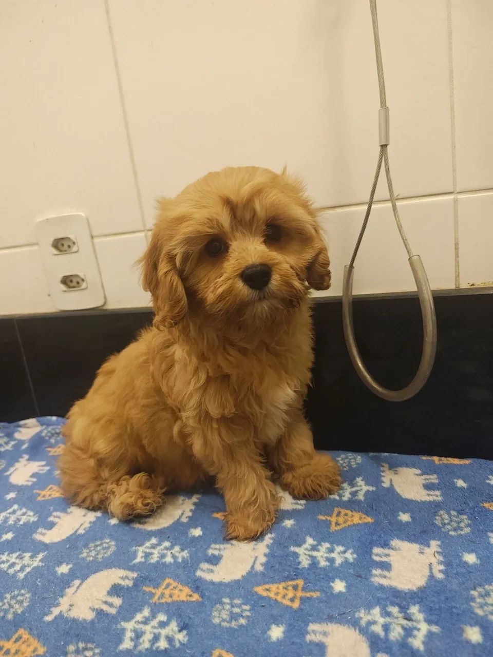 Filhote de Cavapoo macho 