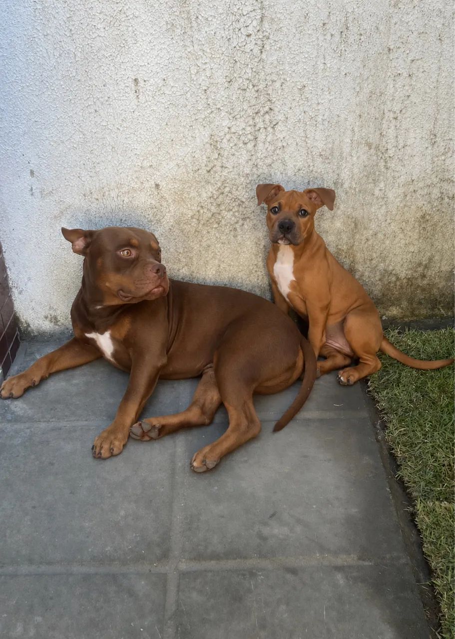 American Bully Pocket
