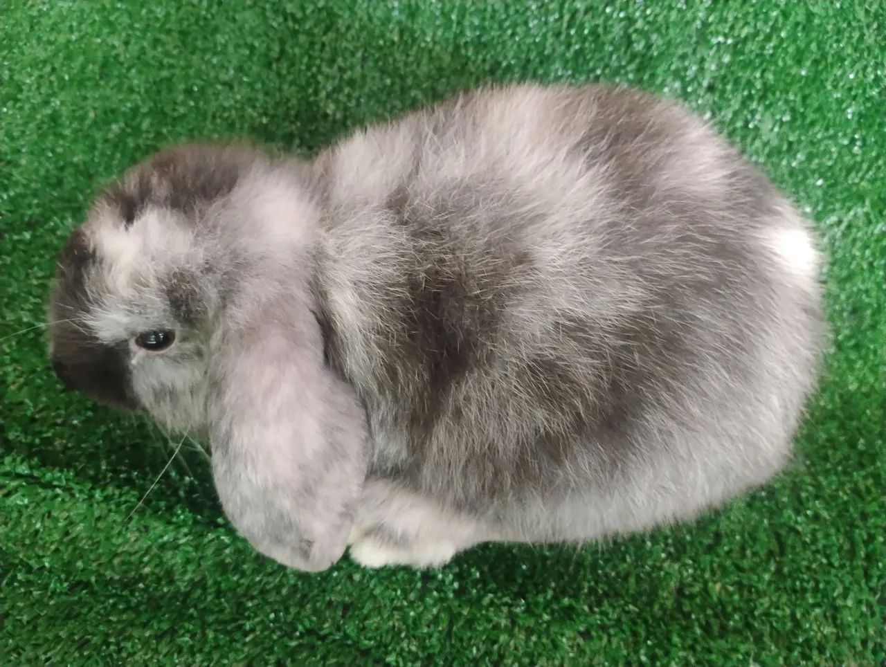 Coelho mini lop linhagem importada 