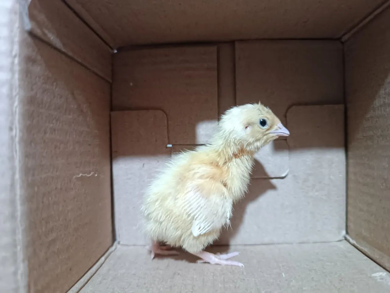 Pintinho de codorna gigante  - Foto 6