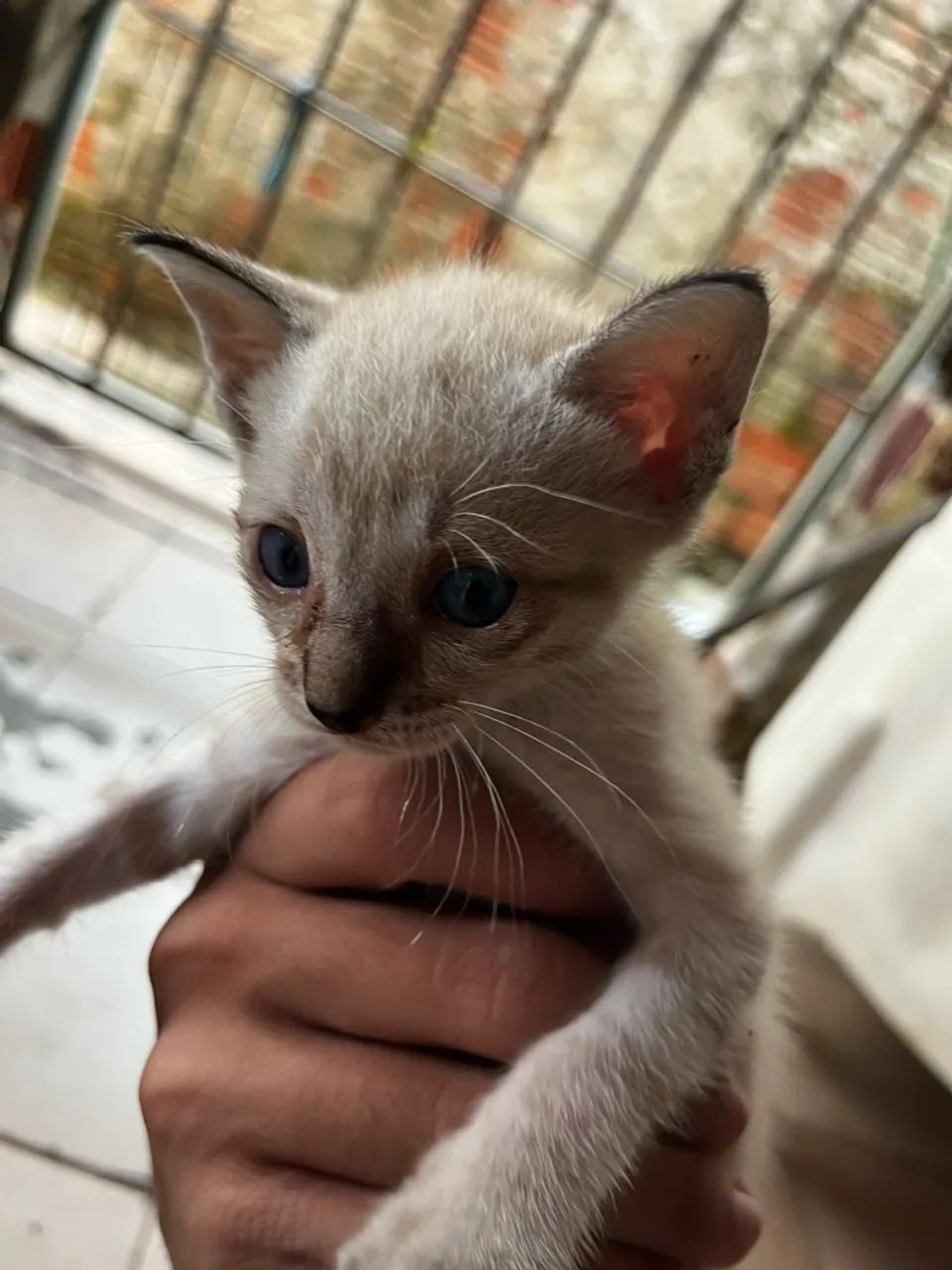 Gato macho - Foto 3