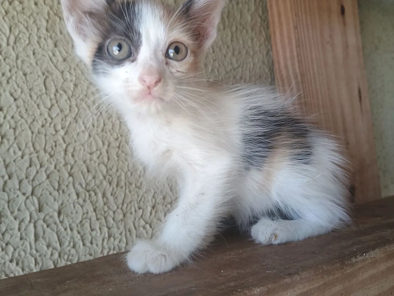 Gatinha para doação  - Foto 3
