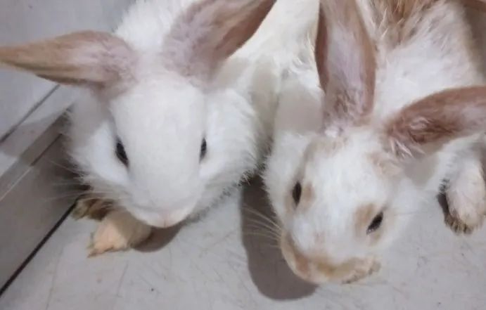 Selling a bunny.64962189259778121