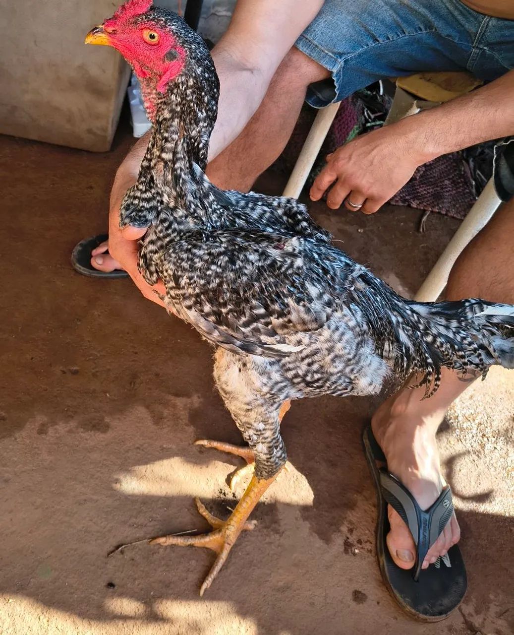 Frango Índio puro - Foto 3