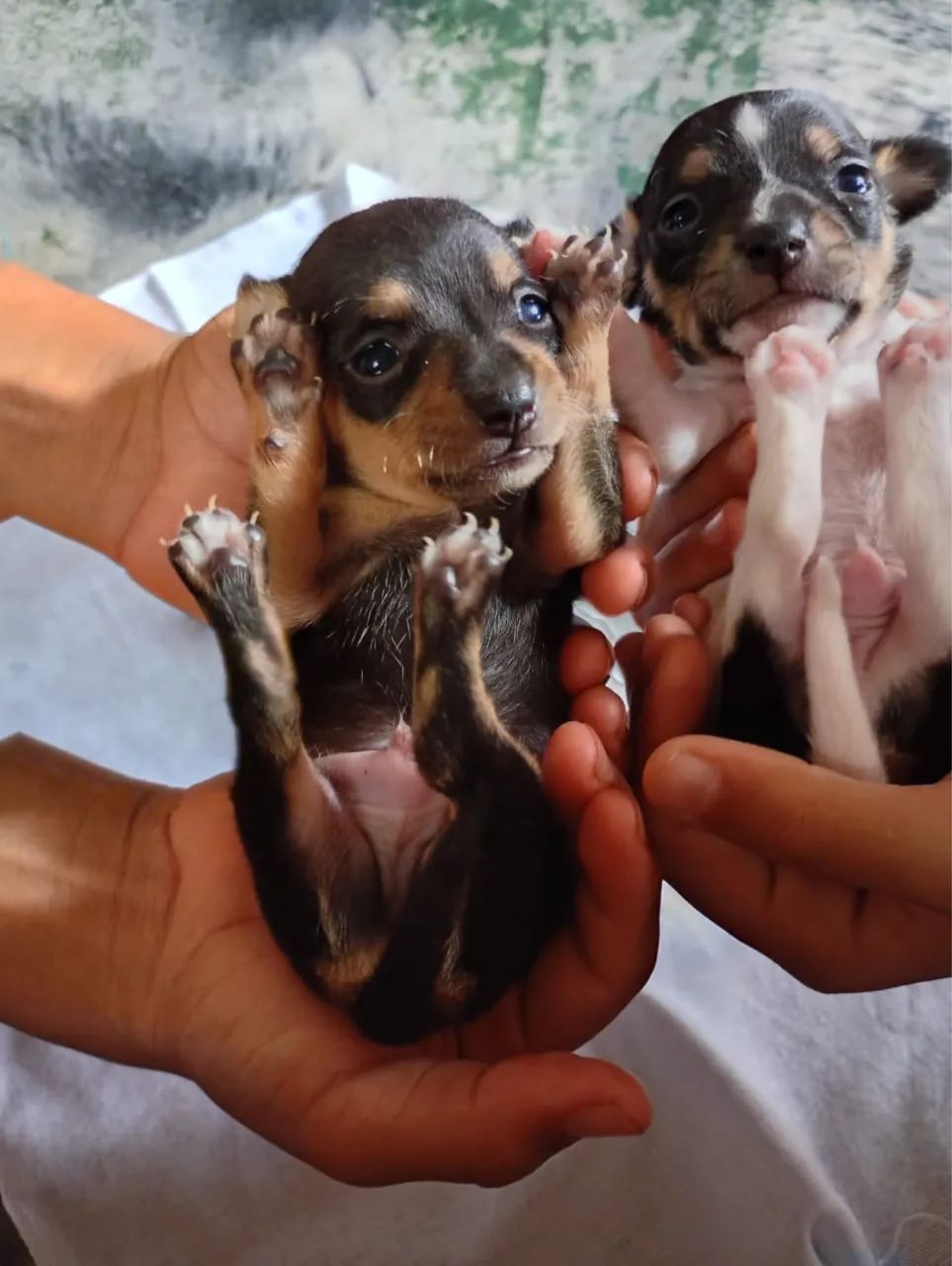 Pinscher  - Foto 3