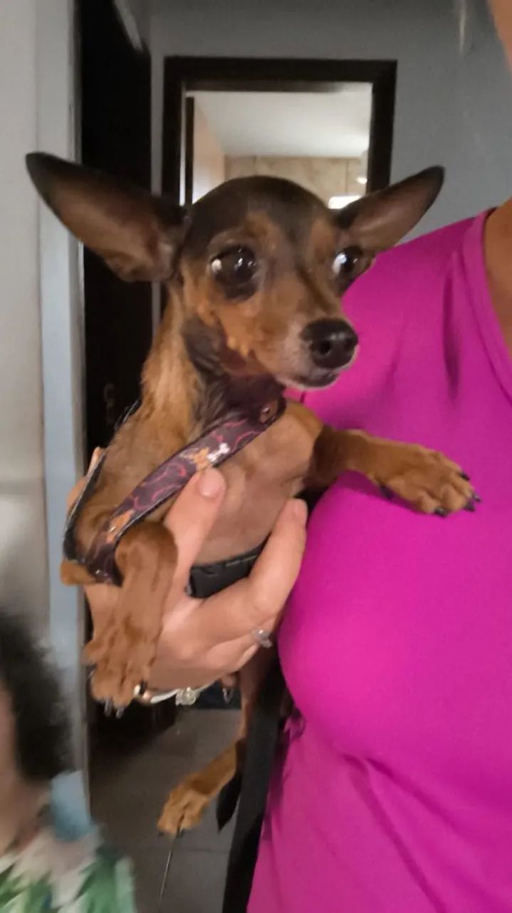 Pinscher