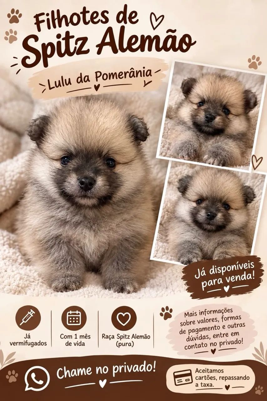 Spitz Alemão 