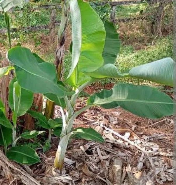 Bananeiras muda de banana prata 