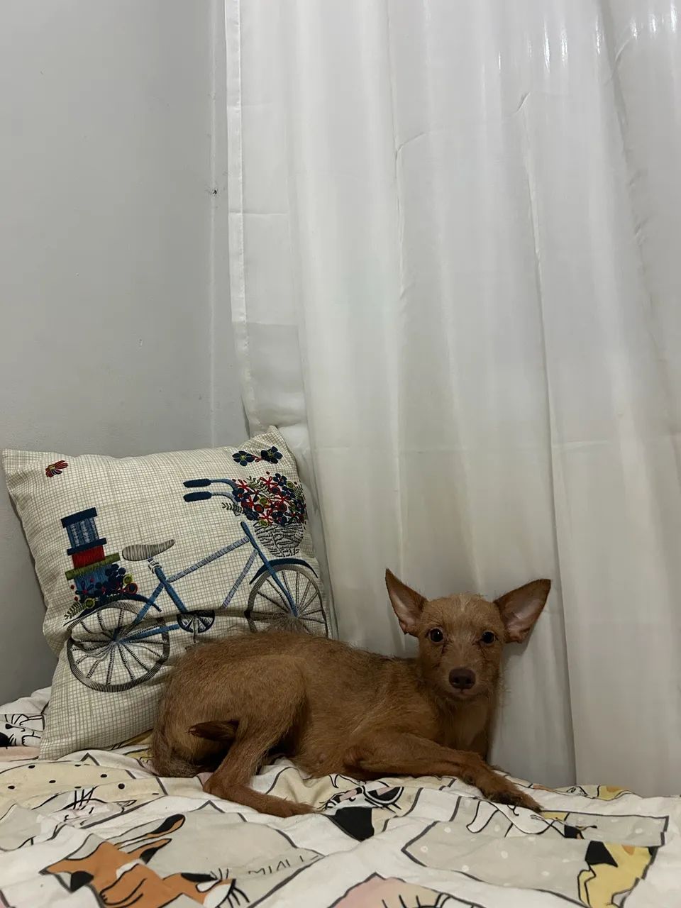 Fêmea para adoção  - Foto 3