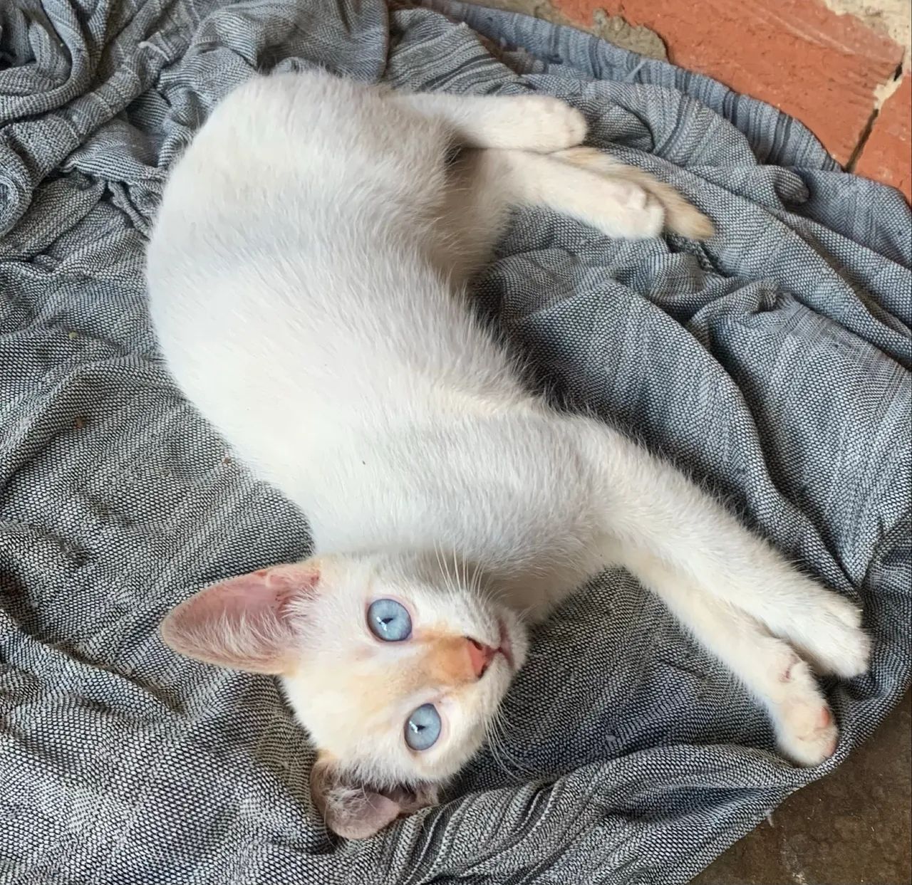 Doar gatinhos - Foto 4