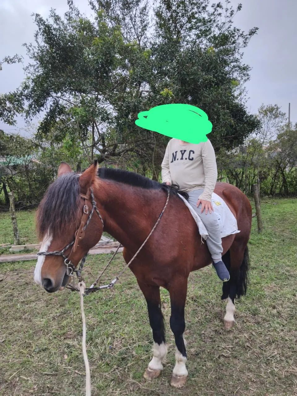 Vendo cavalo crioulo 