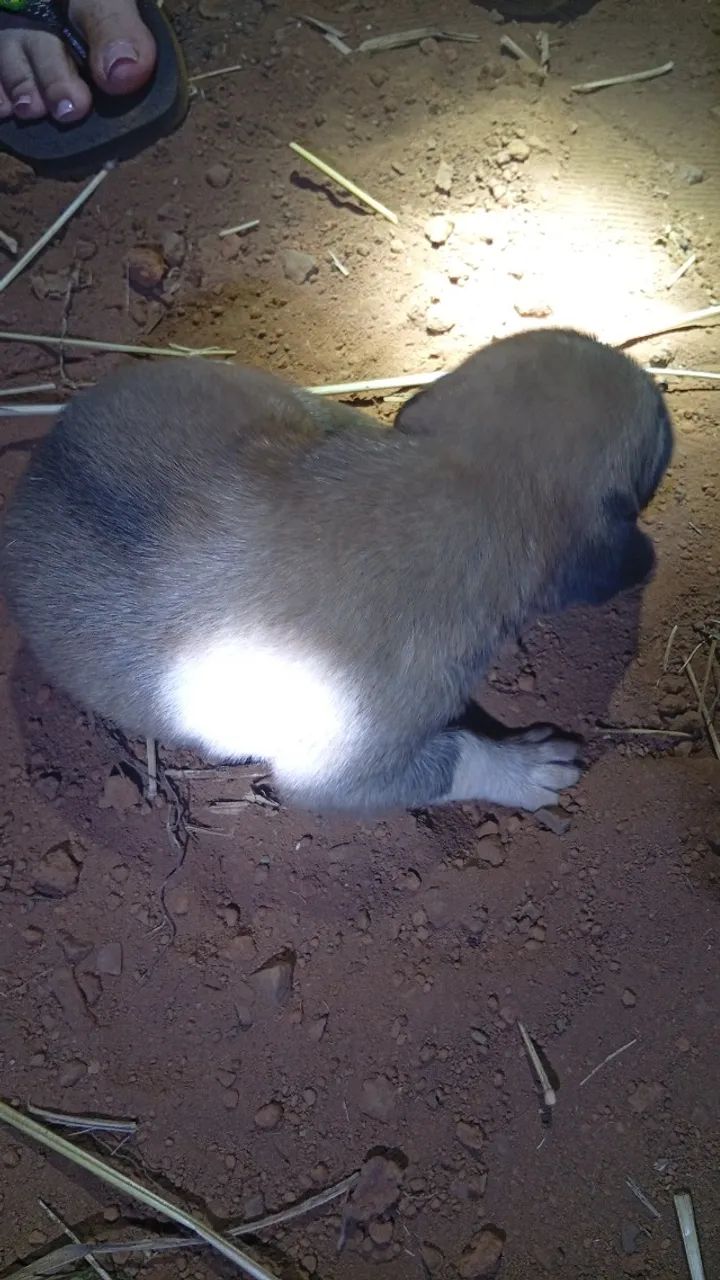 Cachorro para doação  - Foto 2