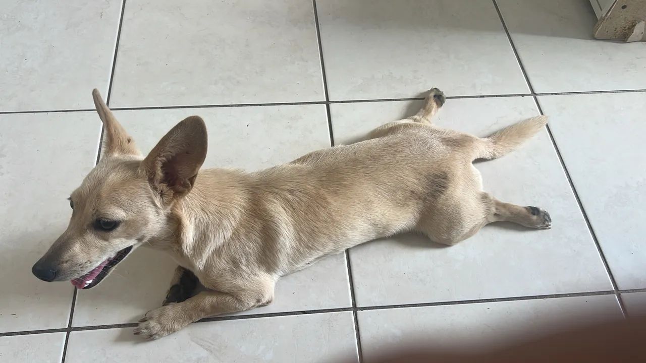 Doação de cachorro  - Foto 2
