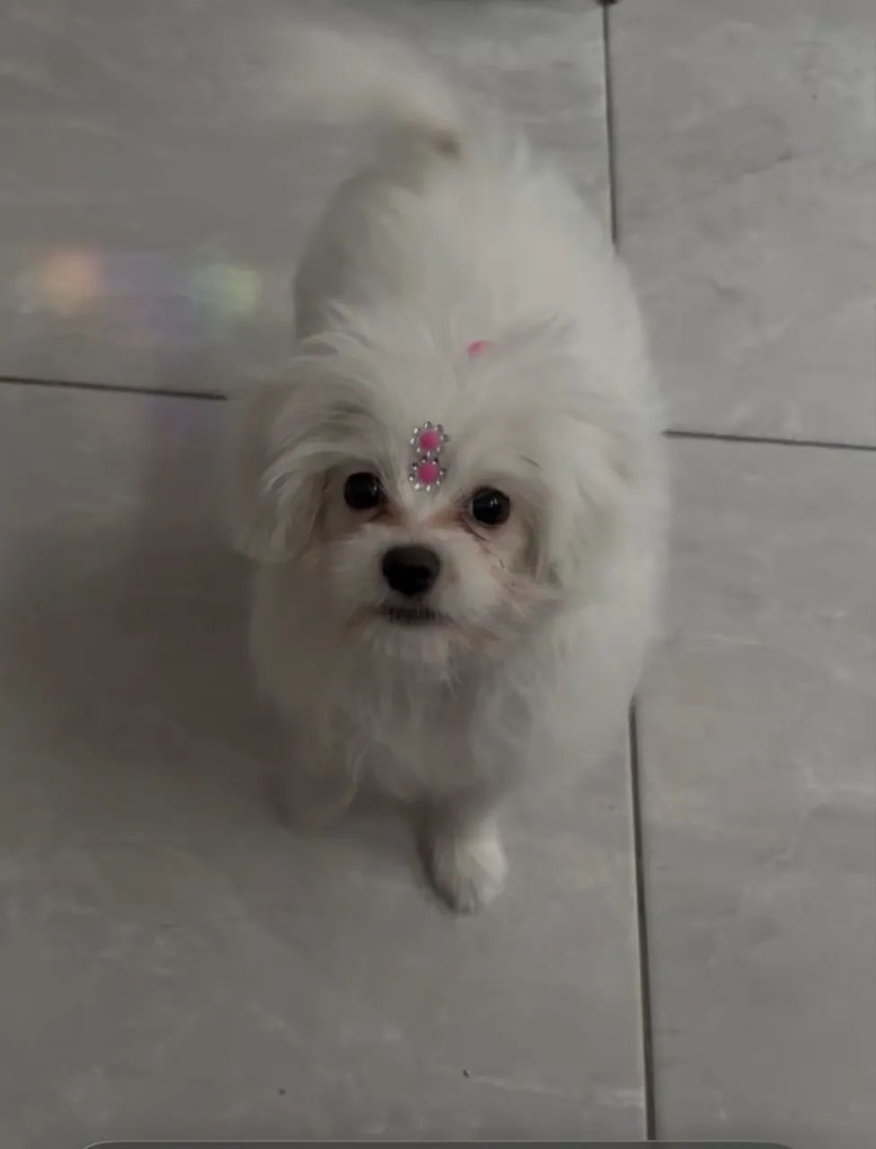 Lhasa apso 6 meses