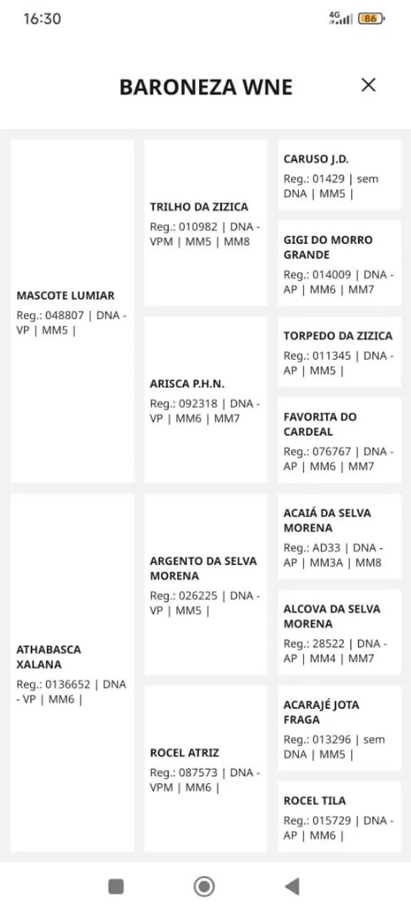 POTRA MANGALARGA MARCHADOR REGISTRADA  - Foto 6