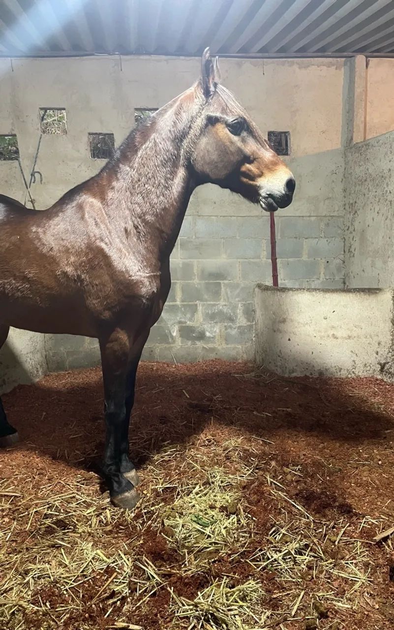 Cavalo Picada  - Foto 2