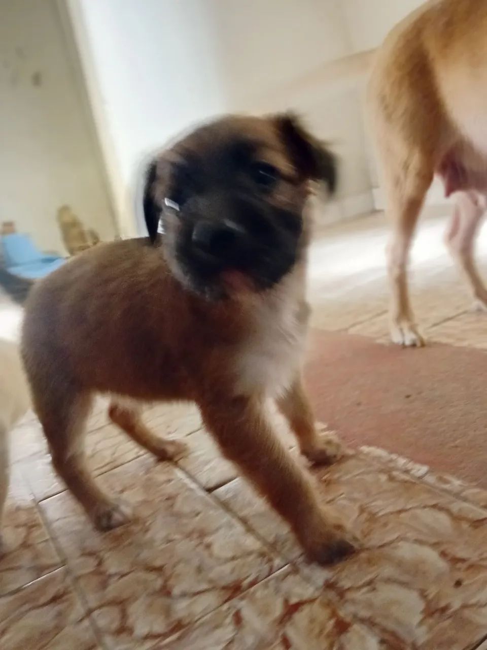 Filhote de cachorro  - Foto 3