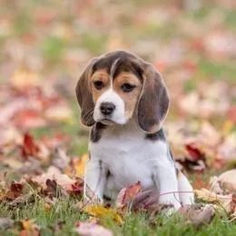 beagle lindos filhotes apronta entrega 