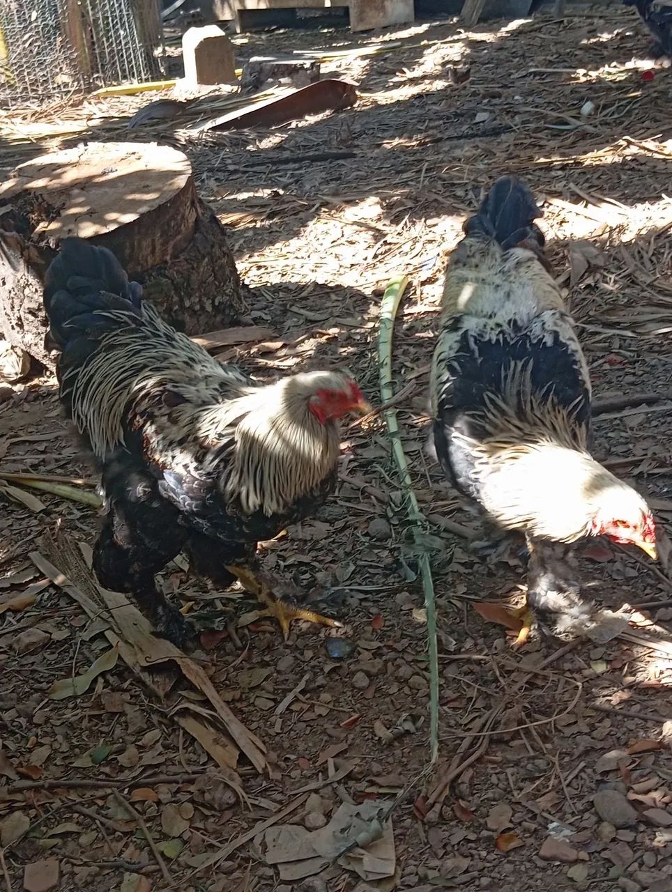 Frangos Brahma Dark 