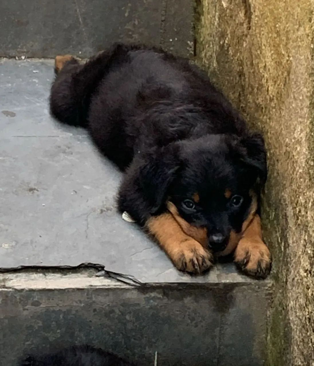 Filhote de Rottweiler  - Foto 2