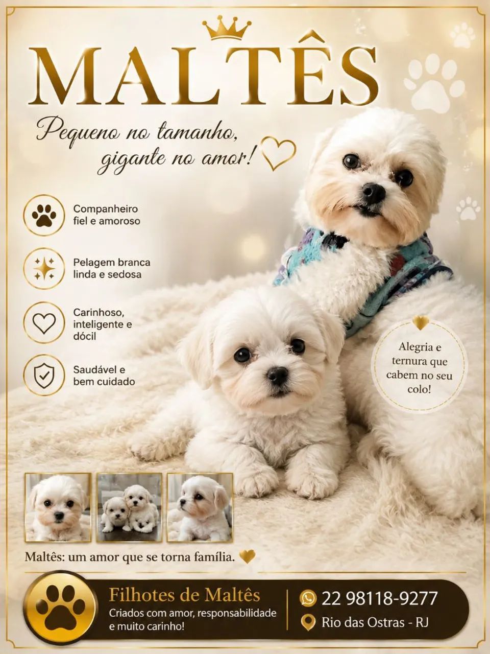 Maltês 