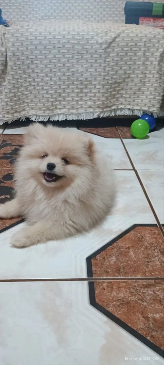Cachorro  - Foto 4