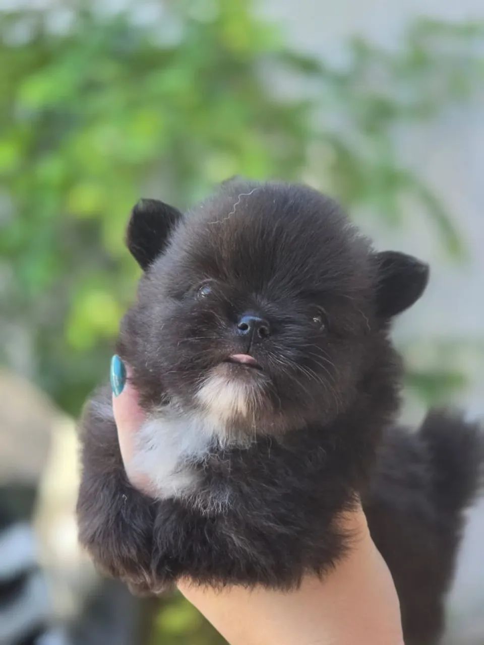 Spitz Alemão Anão macho com pedigree - Foto 4